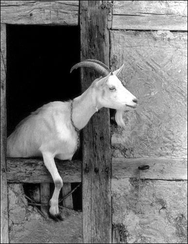La chèvre dans le mur